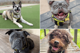 All these dogs are searching for their forever homes. 
