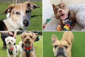 All these dogs are searching for their forever homes.