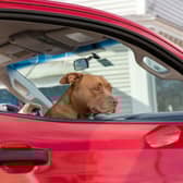 Leaving your dog alone in the car can be dangerous or even deadly.