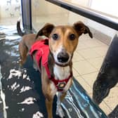 Dogs Trust Darlington are looking for a forever home for Twirl.