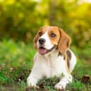 Amazon Prime Day Deals: Keep your dog cool during the heatwave with these gadgets