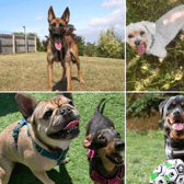 All these dogs are searching for their forever homes. 