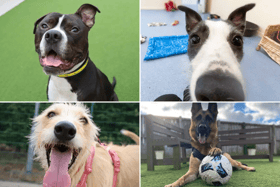 All these dogs are searching for their forever homes.