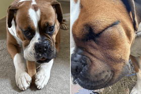 Milo's health took a bad turn after he face swelled up after a walk.