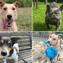 All these dogs are searching for their forever homes.