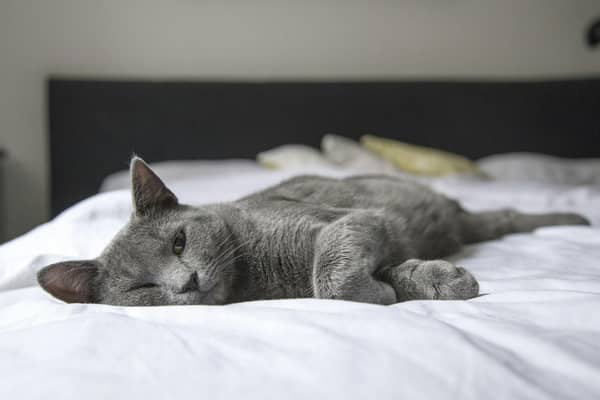 Scientists believe that cats may be able to offer us insight on how to help patients with Long Covid. 