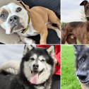 All these dogs are searching for their forever homes.