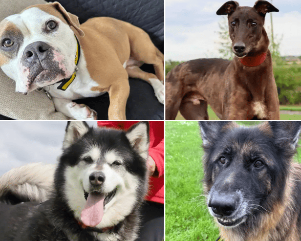 All these dogs are searching for their forever homes.