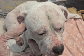 Monty was suffering from severe skin and ear diseases when he was taken into RSPCA care.