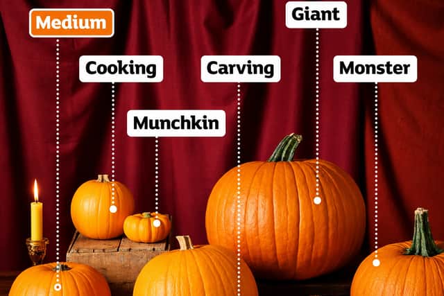 Sainsbury's has a selection of sizes available, all the way up to "giant" and "monster"