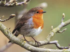 The RSPB's Big Garden Birdwatch returns this month (Credit: rspb-images.com)