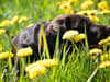 Hay Fever Weather Warning: Could Your Dog Be Suffering?