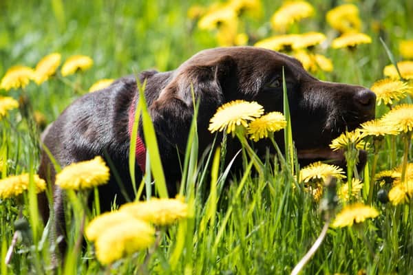 Dogs suffer from hayfever too (photo: Unsplash)