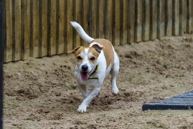 Leeds Dog Charity is one of those hoping to become Charity of the Year