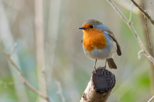 From scattering wildflowers to installing bird boxes, there are lots of simple ways for gardeners to help out local friendly visitors by providing plenty of food and shelter in their outdoor spaces