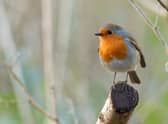 From scattering wildflowers to installing bird boxes, there are lots of simple ways for gardeners to help out local friendly visitors by providing plenty of food and shelter in their outdoor spaces
