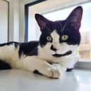 What you should do if you find a stray, feral or lost cat