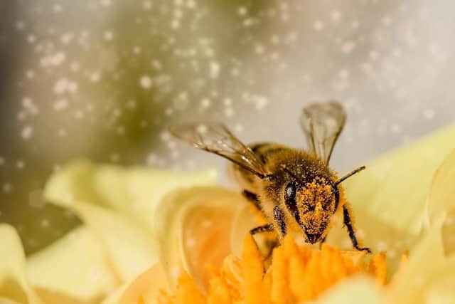 A health warning has been issued ahead of the high pollen count this weekend.