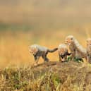 Adorable cheetah cubs captured on camera by Paul McDougall - Animal News Agency
