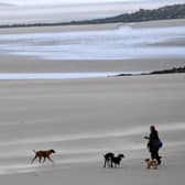 Dog beach bans: When are dogs banned from South Tyneside beaches in 2023? (Photo by Paul ELLIS / AFP)