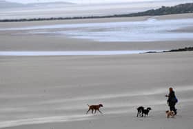 Dog beach bans: When are dogs banned from Northumberland beaches in 2023? (Photo by Paul ELLIS / AFP)