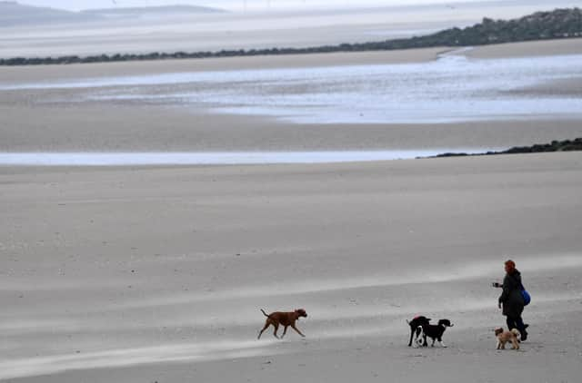 Dog beach bans: When are dogs banned from Northumberland beaches in 2023? (Photo by Paul ELLIS / AFP)