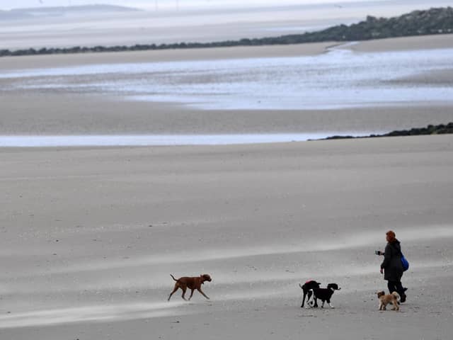 Dog beach bans: When are dogs banned from Northumberland beaches in 2023? (Photo by Paul ELLIS / AFP)
