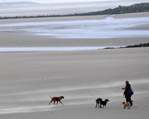 Dog beach bans: When are dogs banned from South Tyneside beaches in 2023? (Photo by Paul ELLIS / AFP)