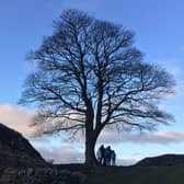 The Sycamore Gap tree