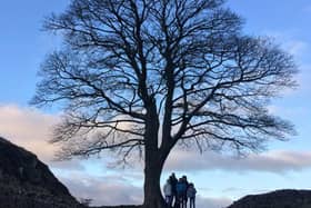 The Sycamore Gap tree