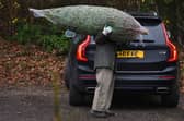 There are a number of places to buy real Christmas trees. Photo by BEN STANSALL/AFP via Getty Images.