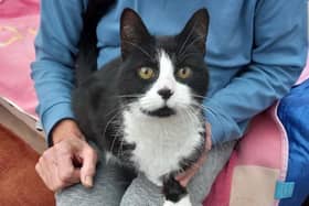 Magpie enjoys curling up on a lap
