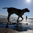 Dog walkers are being warned that they face possible fines for breaching the ban.