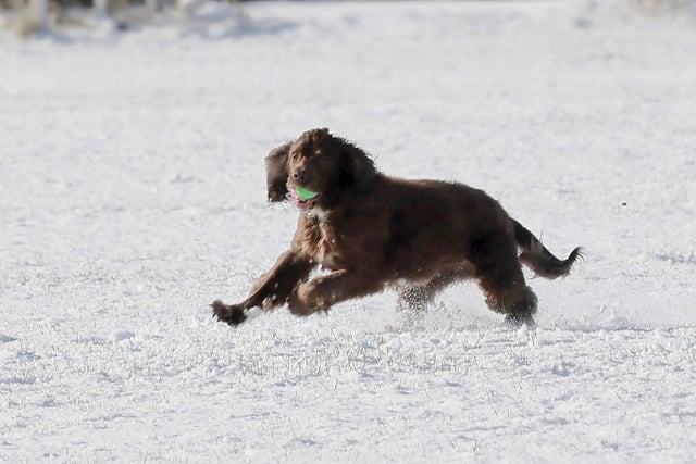 This Wallsend pet was having the time of its life in the snow this week!