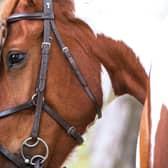 Finding the right fit for your child – this Sunderland equestrian programme can help disengaged children to learn
