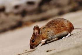 A Mouse