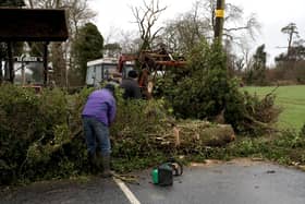 The Met Office is telling the public to be aware of falling trees.
(Generic file photo from Pacemaker Press).