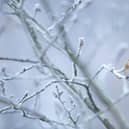 Keep wildlife safe in your garden this winter with nature-friendly tips from Barratt Homes and David Wilson Homes North East and the RSPB