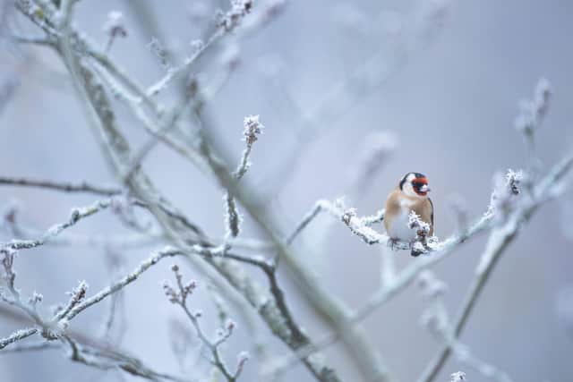 Keep wildlife safe in your garden this winter with nature-friendly tips from Barratt Homes and David Wilson Homes North East and the RSPB