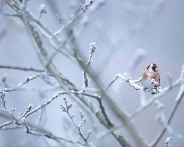 Keep wildlife safe in your garden this winter with nature-friendly tips from Barratt Homes and David Wilson Homes North East and the RSPB