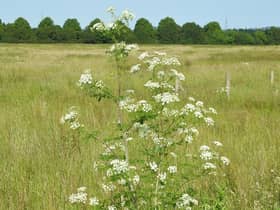 Hemlock taken by Prof Ian Rotherham.