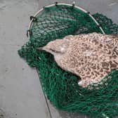 RSPCA save baby seagull from Newcastle tall building and reunite it with parents