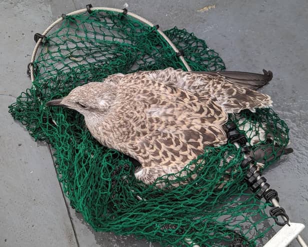 RSPCA save baby seagull from Newcastle tall building and reunite it with parents