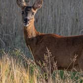 A deer stares at the camera with a curious expression.