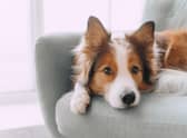 Here are some money saving tips for pet owners