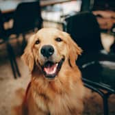 Bella and Duke shares tips for maintaining a health weight for pets