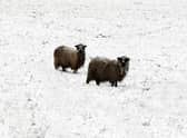 Sheep braving the snow 