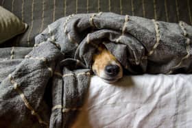 Dog snuggling under blanket