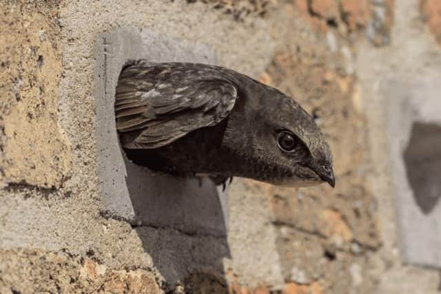 Swift Brick