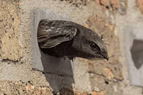 Swift Brick